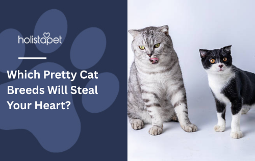 Which Pretty Cat Breeds Will Steal Your Heart?