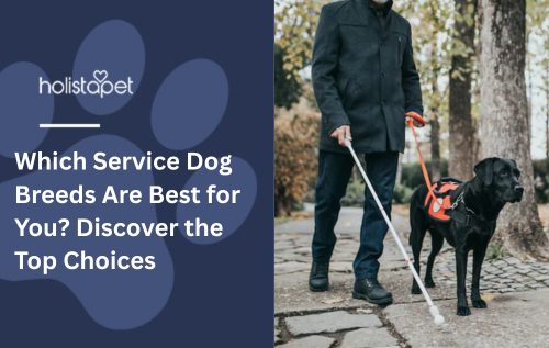 Which Service Dog Breeds Are Best for You? Discover the Top Choices