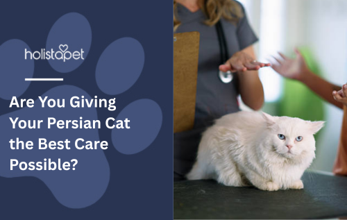 Are You Giving Your Persian Cat the Best Care Possible?