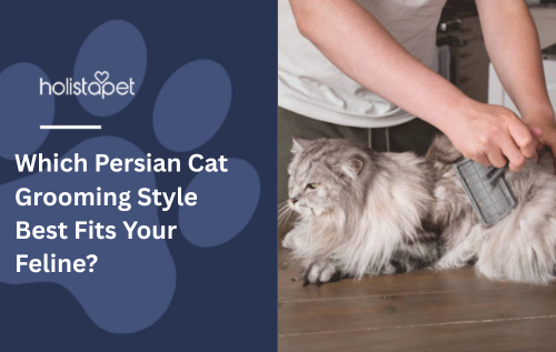 Which Persian Cat Grooming Style Best Fits Your Feline?