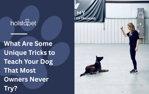 What Are Some Unique Tricks to Teach Your Dog That Most Owners Never Try?