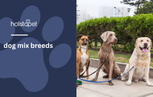 dog mix breeds