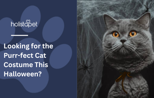 Looking for the Purr-fect Cat Costume This Halloween?