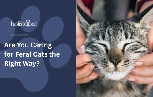 Are You Caring for Feral Cats the Right Way?