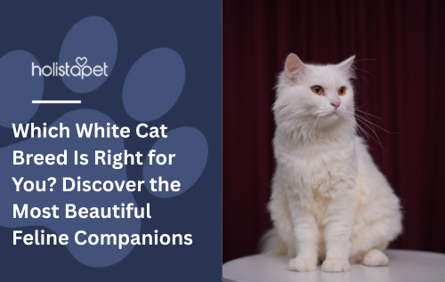 Which White Cat Breed Is Right for You? Discover the Most Beautiful Feline Companions