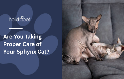 Are You Taking Proper Care of Your Sphynx Cat?