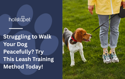 Struggling to Walk Your Dog Peacefully? Try This Leash Training Method Today!