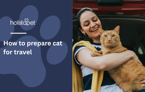 How to prepare cat for travel