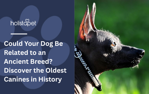 A hairless dog standing outside.