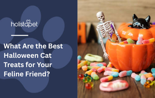 What Are the Best Halloween Cat Treats for Your Feline Friend?