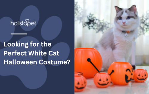 Looking for the Perfect White Cat Halloween Costume?
