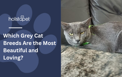 Which Grey Cat Breeds Are the Most Beautiful and Loving?