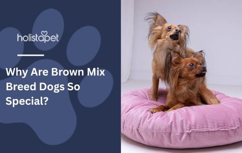 Why Are Brown Mix Breed Dogs So Special?