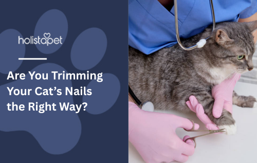 Are You Trimming Your Cat’s Nails the Right Way?