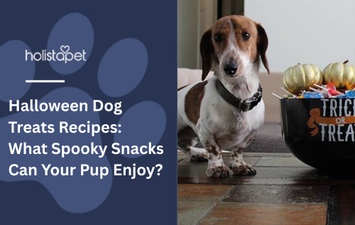 Halloween Dog Treats Recipes: What Spooky Snacks Can Your Pup Enjoy?