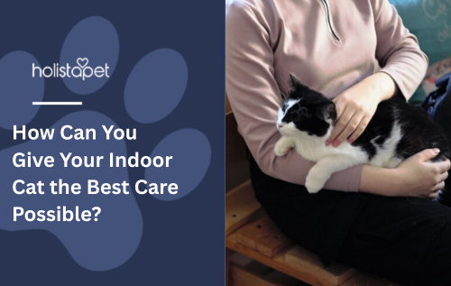 How Can You Give Your Indoor Cat the Best Care Possible?