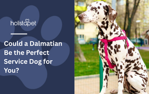 A Dalmatian sitting down outside at a park.