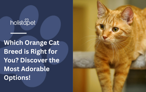 Which Orange Cat Breed is Right for You? Discover the Most Adorable Options!