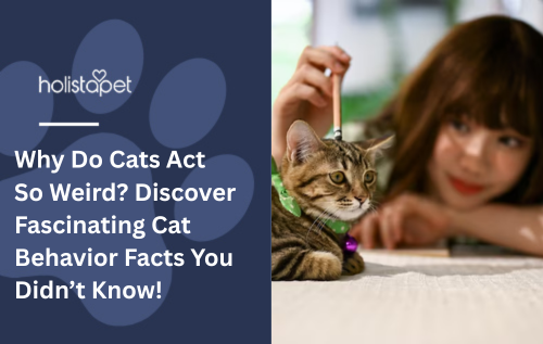 Why Do Cats Act So Weird? Discover Fascinating Cat Behavior Facts You Didn’t Know!