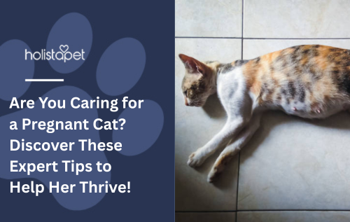 Are You Caring for a Pregnant Cat? Discover These Expert Tips to Help Her Thrive!