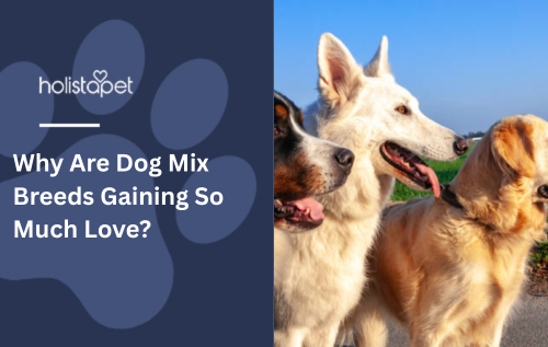 Why Are Dog Mix Breeds Gaining So Much Love?