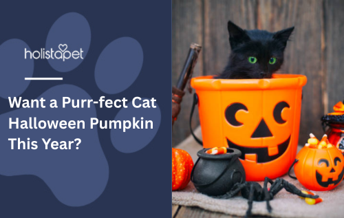 Want a Purr-fect Cat Halloween Pumpkin This Year?
