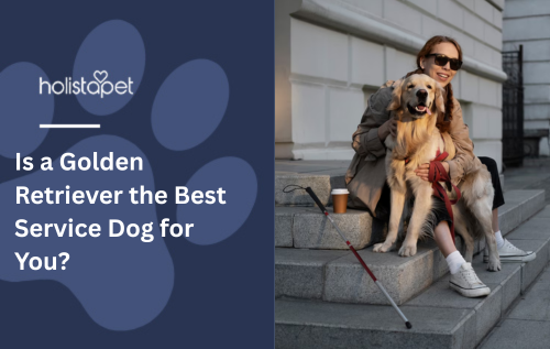 Is a Golden Retriever the Best Service Dog for You?