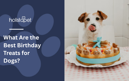 What Are the Best Birthday Treats for Dogs?