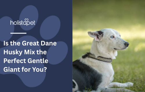 Is the Great Dane Husky Mix the Perfect Gentle Giant for You?