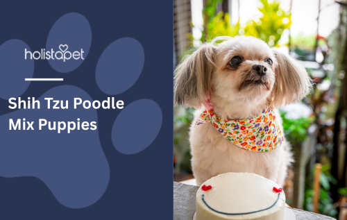 Shih Tzu Poodle Mix Puppies