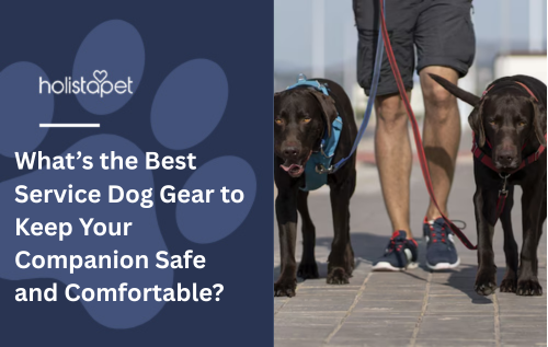 What’s the Best Service Dog Gear to Keep Your Companion Safe and Comfortable?