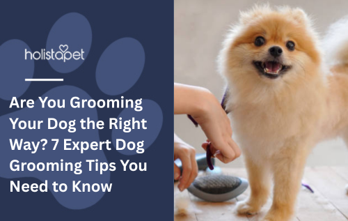 Are You Grooming Your Dog the Right Way? 7 Expert Dog Grooming Tips You Need to Know