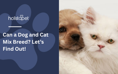 Can a Dog and Cat Mix Breed? Let’s Find Out!