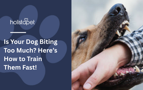 Is Your Dog Biting Too Much? Here’s How to Train Them Fast!