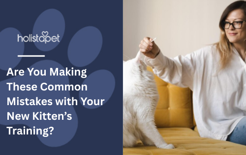 Are You Making These Common Mistakes with Your New Kitten’s Training?