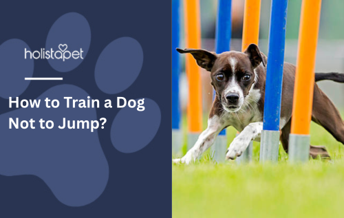How to Train a Dog Not to Jump?