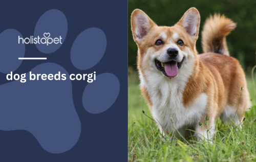 dog breeds corgi