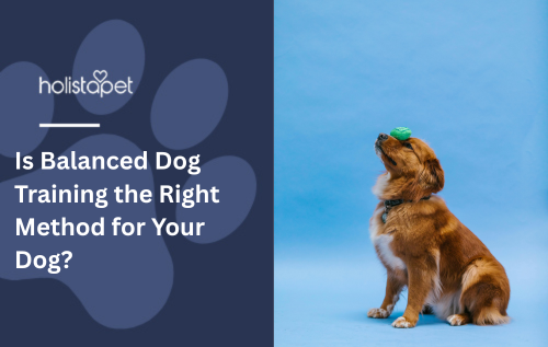 Is Balanced Dog Training the Right Method for Your Dog?