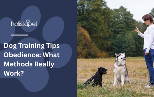Dog Training Tips Obedience: What Methods Really Work?
