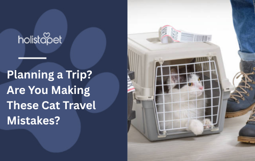 Planning a Trip? Are You Making These Cat Travel Mistakes?