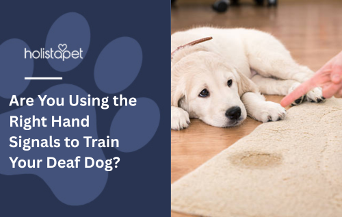 Are You Using the Right Hand Signals to Train Your Deaf Dog?