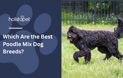Which Are the Best Poodle Mix Dog Breeds?