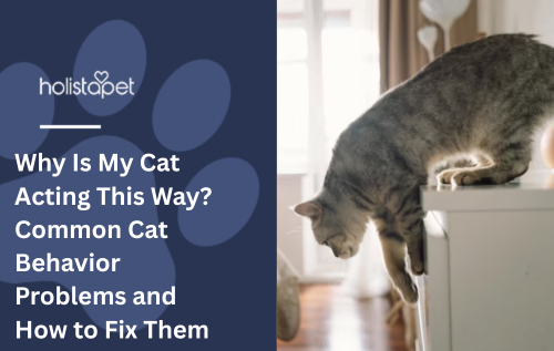Why Is My Cat Acting This Way? Common Cat Behavior Problems and How to Fix Them
