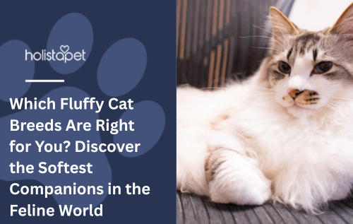 Which Fluffy Cat Breeds Are Right for You? Discover the Softest Companions in the Feline World