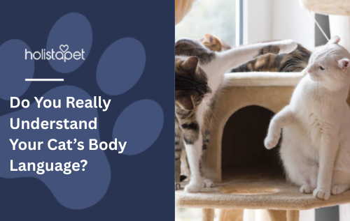 Do You Really Understand Your Cat’s Body Language?