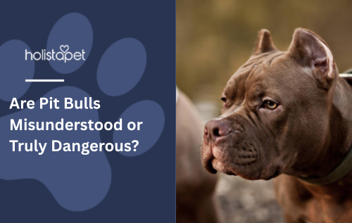 Are Pit Bulls Misunderstood or Truly Dangerous?