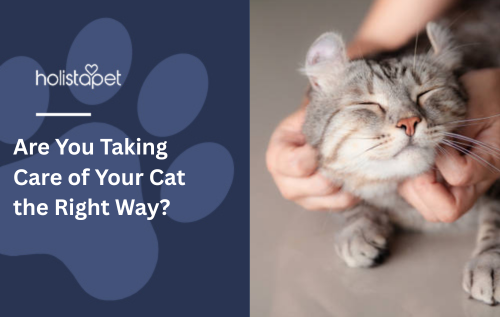 Are You Taking Care of Your Cat the Right Way?