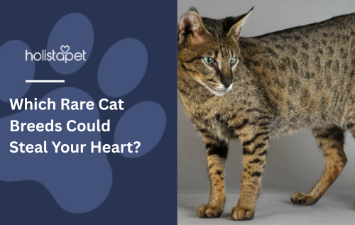Which Rare Cat Breeds Could Steal Your Heart?
