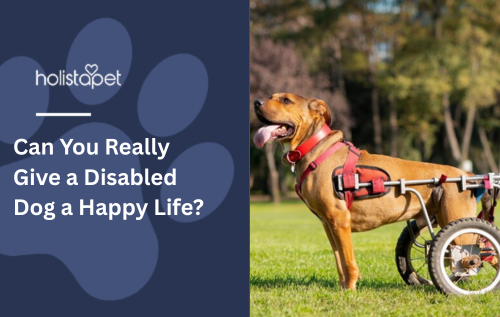Can You Really Give a Disabled Dog a Happy Life?