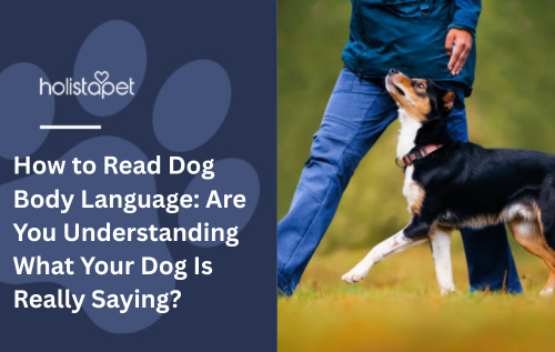 How to Read Dog Body Language: Are You Understanding What Your Dog Is Really Saying?